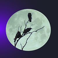 Buy canvas prints of Crows in tree under a full blue moon by William Jell