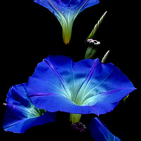 Buy canvas prints of Filtered Morning Glory Flowers by William Jell