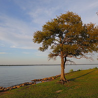 Buy canvas prints of Tree on the bank of Lake Texoma Red River Valley  by William Jell