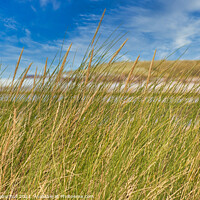 Buy canvas prints of dune grass by  Bullysoft