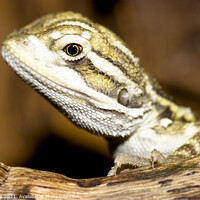 Buy canvas prints of bearded dragon by  Bullysoft