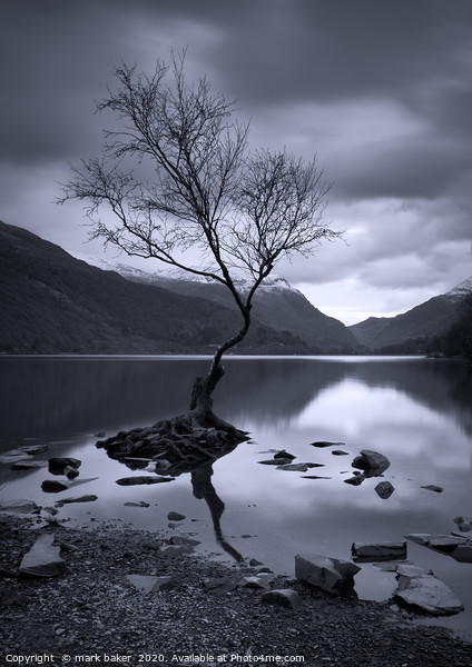 The Lonely Tree Picture Board by mark baker