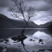Buy canvas prints of The Lonely Tree by mark baker