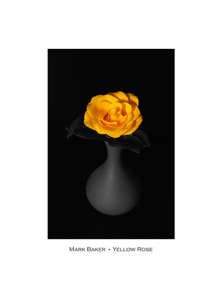 Yellow Rose. Picture Board by mark baker