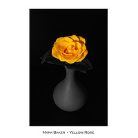 Buy canvas prints of Yellow Rose. by mark baker