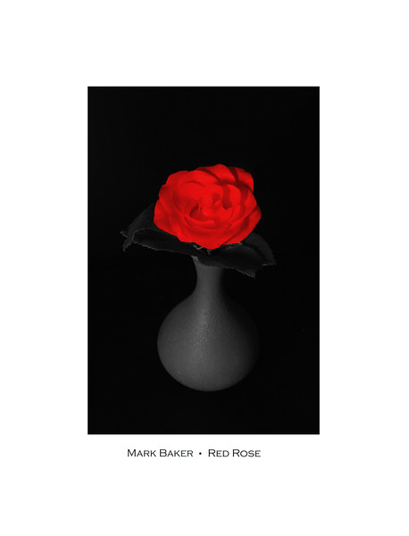  Red Rose. Picture Board by mark baker