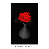Buy canvas prints of  Red Rose. by mark baker