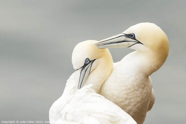 Gannets in Love Picture Board by Leila Coker