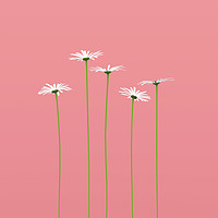 Buy canvas prints of Daisy flower on pastel color background,3d renderi by chainat prachatree