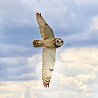 Buy canvas prints of Short Eared Owl Hunting at Sunset by Virginia Saunders