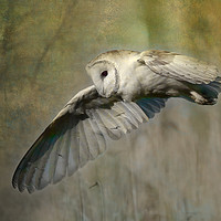 Buy canvas prints of Barn Owl Hunting by Virginia Saunders