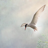 Buy canvas prints of Tern Hovering in a Shaft of Light by Virginia Saunders