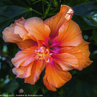 Buy canvas prints of Double Orange Tropical Hibiscus Flower Florida by William Perry