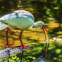 Buy canvas prints of American White Ibis Looking For Fish Florida by William Perry