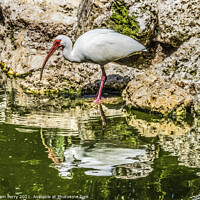 Buy canvas prints of American White Ibis Looking For Fish Florida by William Perry