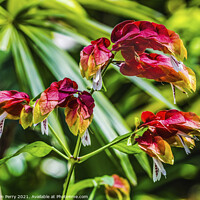 Buy canvas prints of Red Yellow White Tropical Shrimp Plant Flowers Florida by William Perry