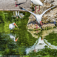 Buy canvas prints of American White Ibises Looking For Fish Florida by William Perry