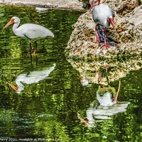 Buy canvas prints of American White Ibises Looking For Fish Florida by William Perry