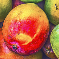 Buy canvas prints of Yellow Red Orange Mangos Florida by William Perry