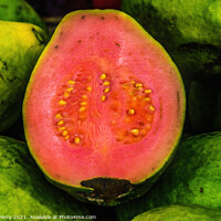 Buy canvas prints of Green Pink Ruby Supreme Guavas Florida by William Perry