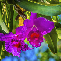Buy canvas prints of Purple Pink Cattleya Orchids Flowers Florida by William Perry