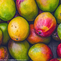 Buy canvas prints of Yellow Red Orange Green Mangos Florida by William Perry