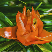 Buy canvas prints of Colorful Orange Flowering Pandanus Flower Florida by William Perry