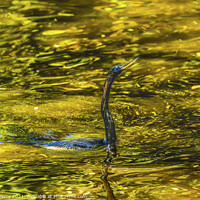 Buy canvas prints of American Anhinga Darter SwimmingWater Bird  by William Perry