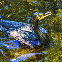 Buy canvas prints of Double Crested Cormorant Swimming Florida by William Perry