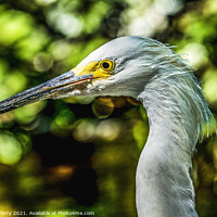 Buy canvas prints of White Snowy Egret Florida by William Perry