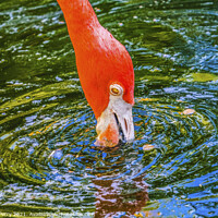 Buy canvas prints of Colorful Orange American Flamingo Reflections Florida by William Perry