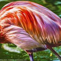 Buy canvas prints of Colorful Orange Pink Feathers American Flamingo Reflections Flor by William Perry