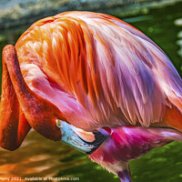 Buy canvas prints of Colorful Orange Pink American Flamingo Reflections Florida by William Perry