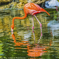 Buy canvas prints of Colorful Orange Pink American Flamingo Reflections Florida by William Perry