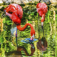 Buy canvas prints of Colorful Orange Pink American Flamingos Reflections Florida by William Perry