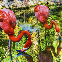 Buy canvas prints of Colorful Orange Pink American Flamingos Reflections Florida by William Perry