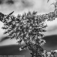 Buy canvas prints of Black White Fungus Ferns Evergreen Tree by William Perry