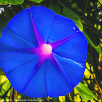 Buy canvas prints of Heavenly Blue Morning Glory Blossom Blooming Macro Washington by William Perry