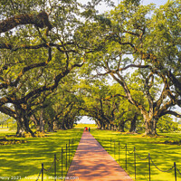 Buy canvas prints of Trees Oak Alley Plantation Saint James Parish Louisiana by William Perry