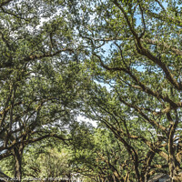 Buy canvas prints of Out Buildings Houses Oak Trees Oak Alley Plantation House Saint by William Perry