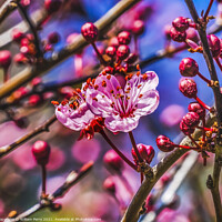Buy canvas prints of Pink Cherry Plum Blossom Blooming Macro Washington by William Perry