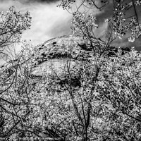 Buy canvas prints of Black White Cottonwood Trees White Rock Mountain Canyonlands Nee by William Perry