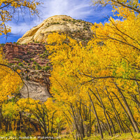 Buy canvas prints of Yellow Cottonwood Trees White Rock Mountain Canyonlands Needles  by William Perry