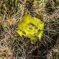 Buy canvas prints of Yellow Pink Blossoms Plains Prickleypear Cactus Blooming Macro by William Perry