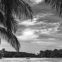 Buy canvas prints of Black White Palm Trees Islands Boat Blue Water Moorea Tahiti by William Perry