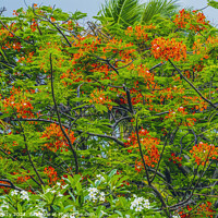 Buy canvas prints of Red Flame Tree  Moorea Tahiti by William Perry