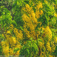 Buy canvas prints of Golden Yellow Shower Tree Moorea Tahiti by William Perry