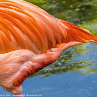 Buy canvas prints of Colorful Orange Pink Feather American Flamingo Florida by William Perry