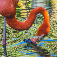 Buy canvas prints of Colorful Orange Pink American Flamingo Reflection Florida by William Perry