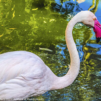 Buy canvas prints of Colorful White Greater Flamingo Reflections Florida by William Perry